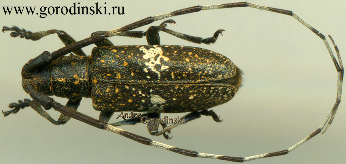 http://www.gorodinski.ru/cerambyx/Monochamus subfasciatus.jpg